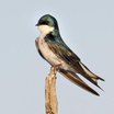 Tree Swallow